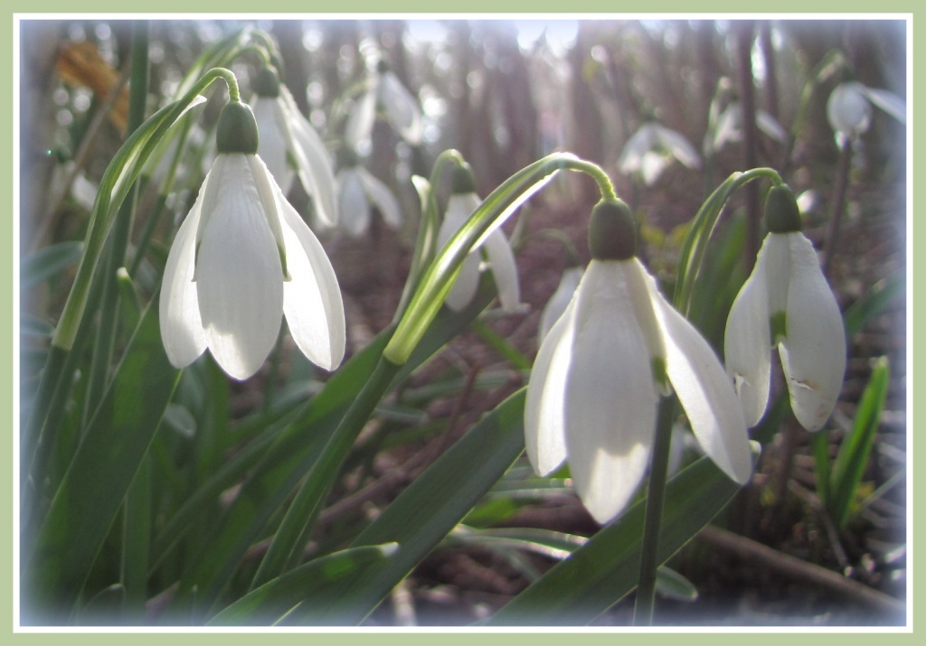 Sunlight on snowdrops by busylady