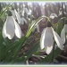 Sunlight on snowdrops by busylady