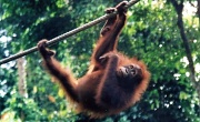 24th Feb 2012 - Film February - Sepilok Orangutan Rehabilitation Centre Sabah Malaysia (the Borneo side)