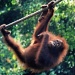 Film February - Sepilok Orangutan Rehabilitation Centre Sabah Malaysia (the Borneo side) by lbmcshutter
