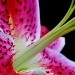 Lily abstract by seanoneill