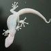 2012 02 24 Gecko by kwiksilver