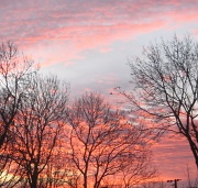 24th Feb 2012 - Treetops sunrise