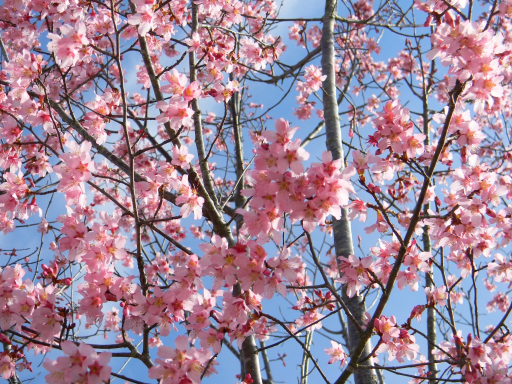 Cherry Blossoms by sfeldphotos