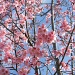 Cherry Blossoms by sfeldphotos