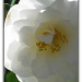 White Flower by madamelucy