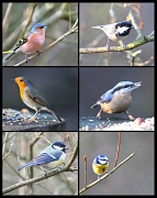25th Feb 2012 - birdies at the park
