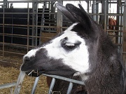 17th Feb 2012 - No need to be a-llama-ed!