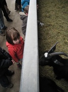 18th Feb 2012 - Ruby and the goats