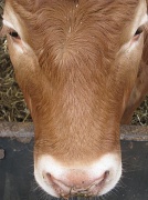 19th Feb 2012 - Cow