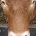 Cow by sarahhorsfall