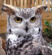 22nd Feb 2012 - owl