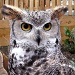 owl by sarahhorsfall