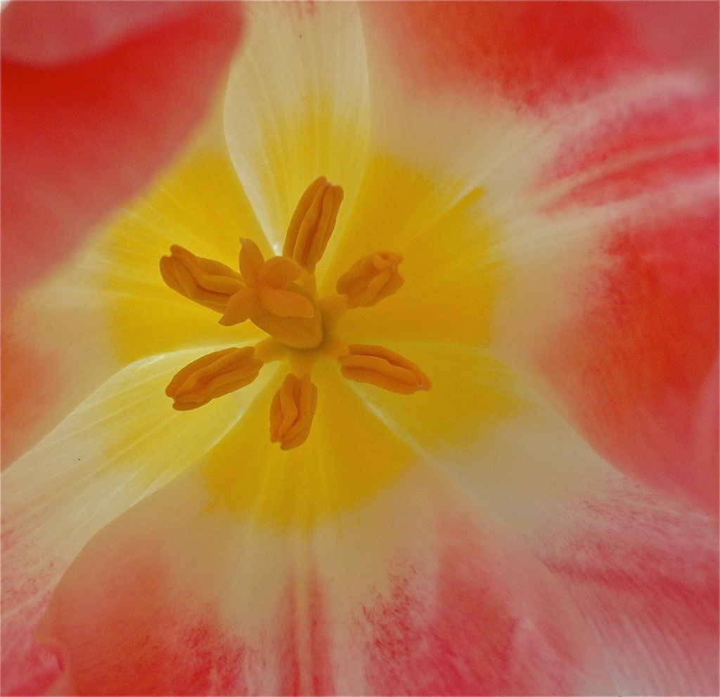 What's inside a tulip ? by cocobella