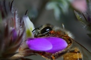 24th Feb 2012 - Smile. Bee Happy.