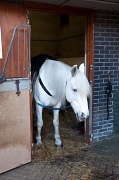 22nd Feb 2012 - Happy Horse