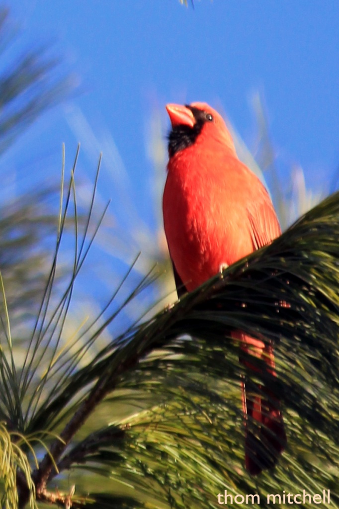 Cardinal by rhoing