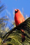23rd Feb 2012 - Cardinal