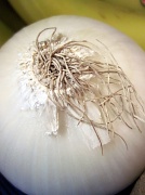 24th Feb 2012 - Onion