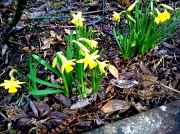 25th Feb 2012 - First daffodils in garden  