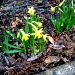 First daffodils in garden   by jennymdennis