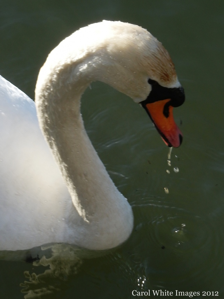 The Swan by carolmw