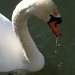 The Swan by carolmw