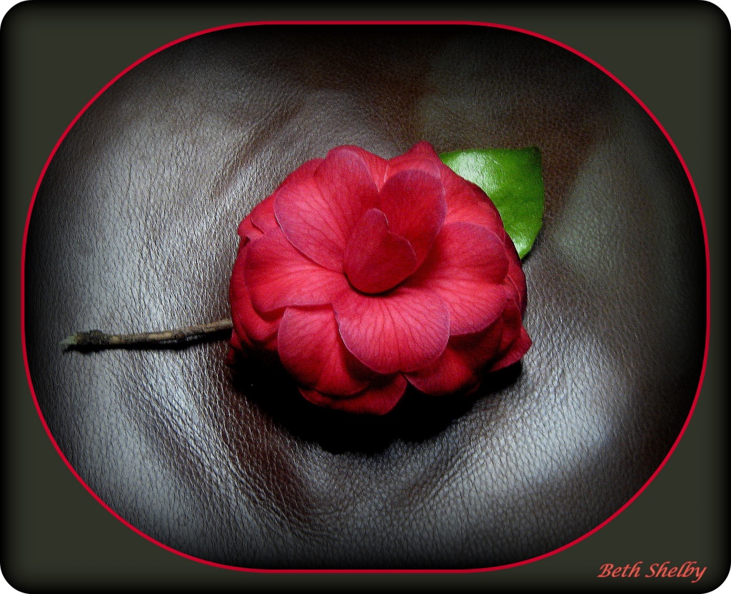 Camelia on Leather by vernabeth