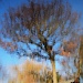 Reflection of a tree by mattjcuk