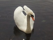 25th Feb 2012 - Lone swan on Ringwood Pond