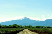 21st Feb 2012 - Del Monte Pineapple Plantation