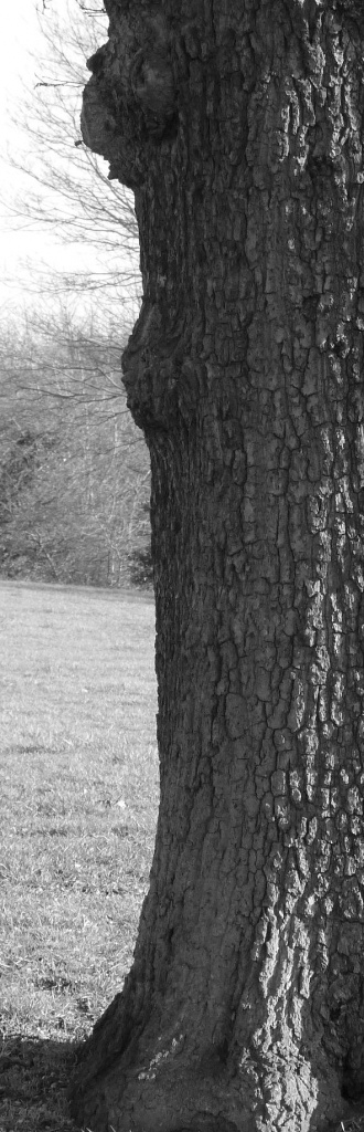 Crooked Oak by calx
