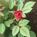 Nana's Dwarf Rose by stcyr1up