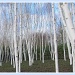 Birch trees at Anglesey Abbey by busylady