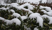 25th Feb 2012 - A little snow