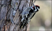 25th Feb 2012 - He's a Yellow-bellied Sapsucker!