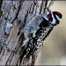 He's a Yellow-bellied Sapsucker! by cjwhite