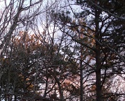 25th Feb 2012 - More Trees