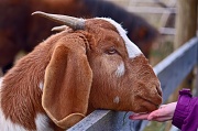 25th Feb 2012 - Billy The Goat