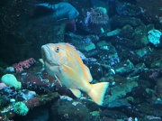 24th Feb 2012 - YVR Aquarium