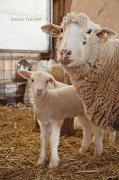 25th Feb 2012 - baby lambs...