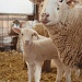 baby lambs... by earthbeone