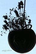 15th Feb 2012 - 046 silhouette