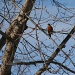 047 Saw my first Robin today-YIKES by pennyrae