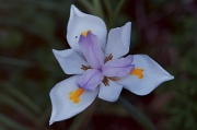 26th Feb 2012 - Iris