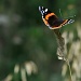 Red Admiral on Grass by seanoneill
