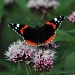 Red Admiral 2 by seanoneill