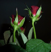 22nd Feb 2012 - Roses
