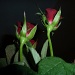 Roses by karendalling
