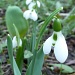 Snowdrops by karendalling